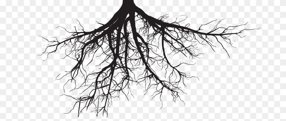 Roots, Plant, Root Free Transparent Png