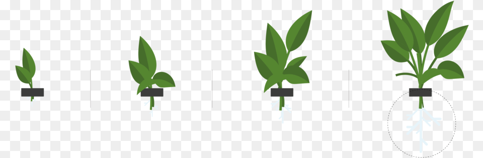 Roots, Plant, Potted Plant, Planter, Leaf Png