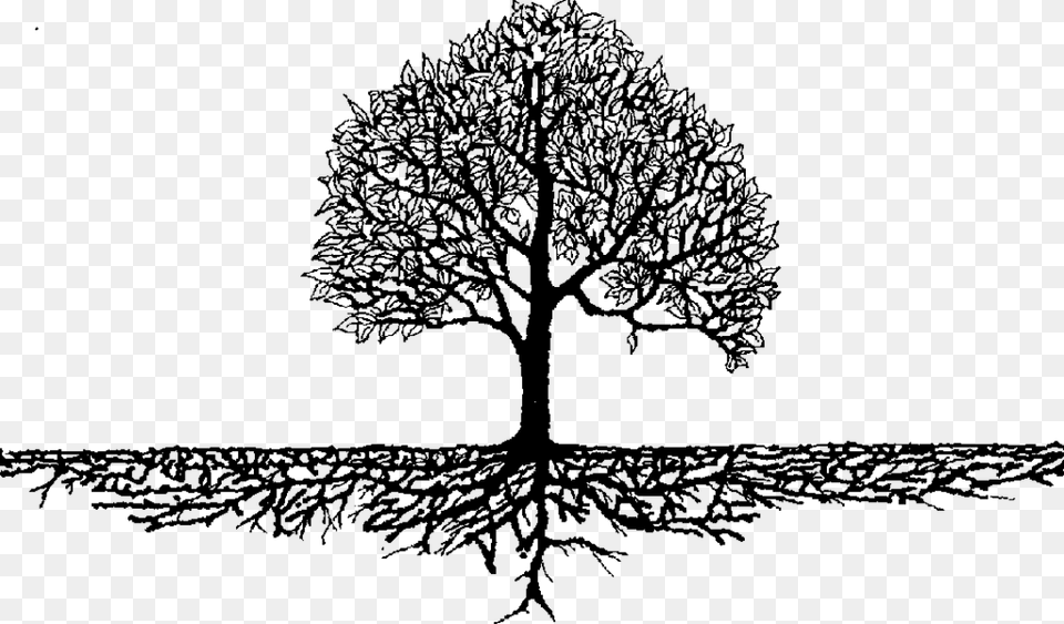 Roots Amp Branches Black And White Tree With Roots, Gray Free Png