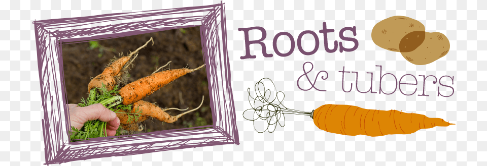 Roots And Tubers Vegetables Roots And Tubers, Carrot, Food, Plant, Produce Free Png