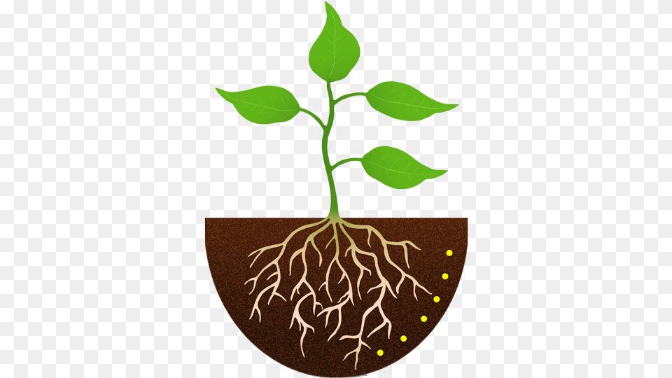 Roots Clip Art Library Download Download On Melbournechapter Plant With Roots Clipart, Leaf, Root Free Png