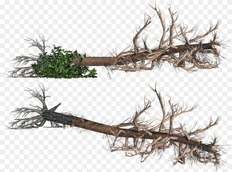 Roots Clipart Tree Icon Fallen Tree, Wood, Plant, Root, Antler Free Png