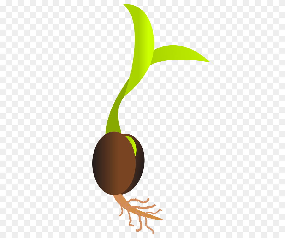 Roots Clipart Tree Sprout Png
