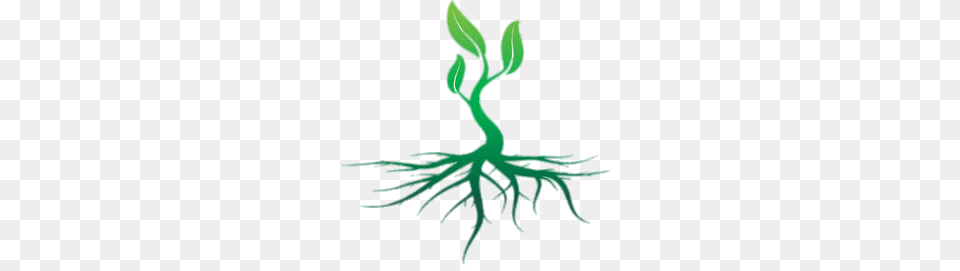 Roots Colour Illustration, Plant, Root, Animal, Insect Free Png