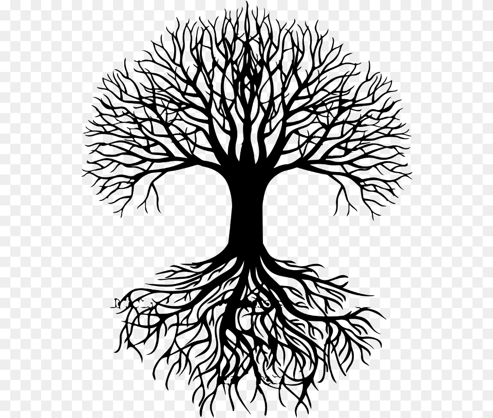 Roots Drawing Oak Tree Tree Roots Vector, Gray Png Image