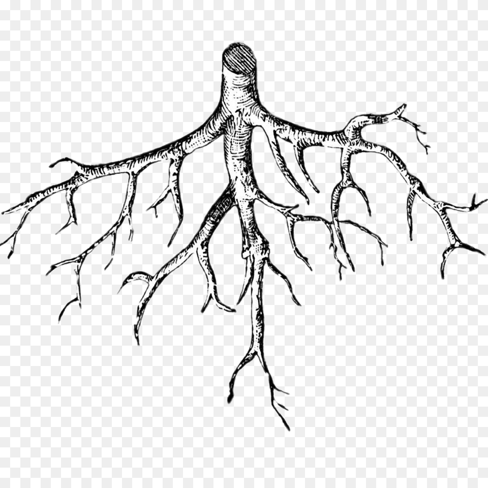 Roots Illustration, Plant, Root Png