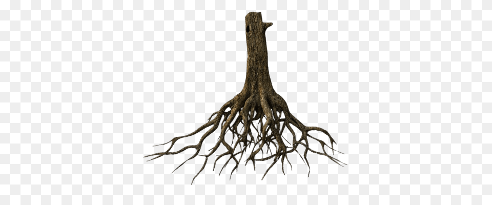 Roots Transparent Images, Plant, Root, Tree, Animal Free Png