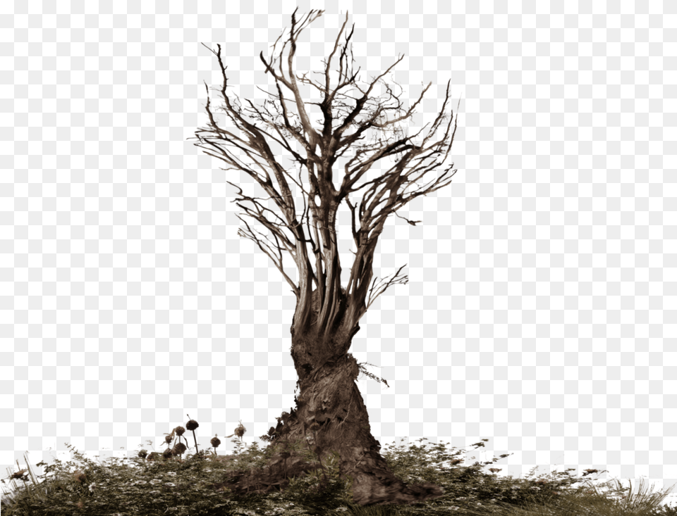 Roots Tree Clipart Root, Plant, Tree Trunk Free Png Download