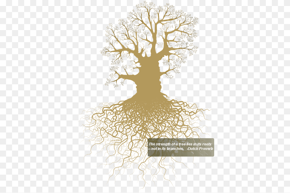 Roots Vector, Plant, Root, Tree, Adult Free Png Download