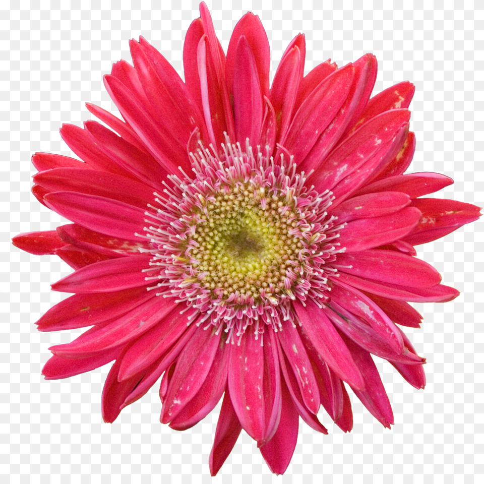 Ros Iron, Daisy, Flower, Petal, Plant Free Transparent Png