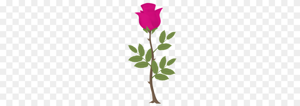 Rosa Flower, Leaf, Plant, Rose Free Png Download