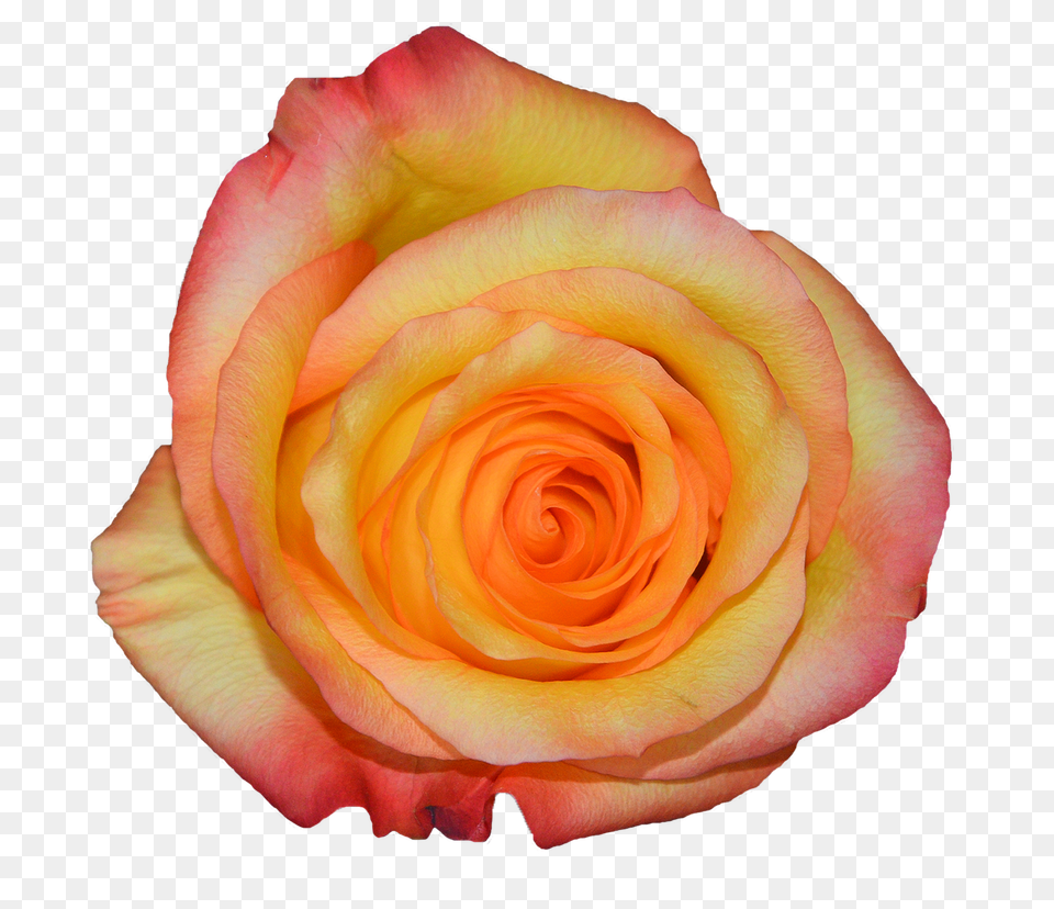 Rosa Flower, Plant, Rose, Petal Png Image