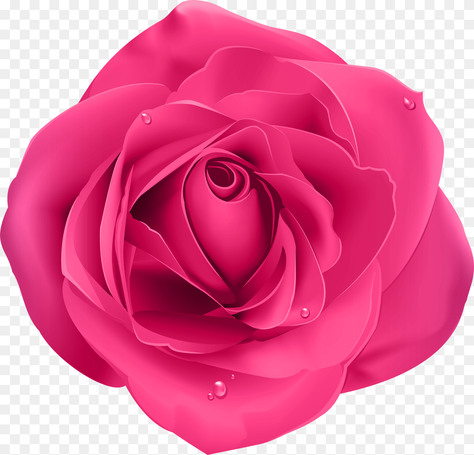 Rosa Png