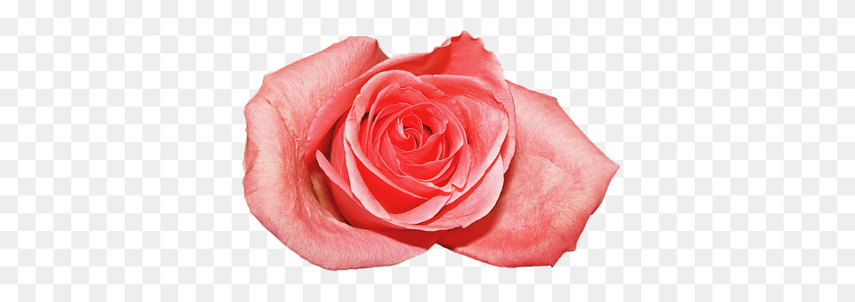 Rosa Flower, Plant, Rose, Petal Free Transparent Png