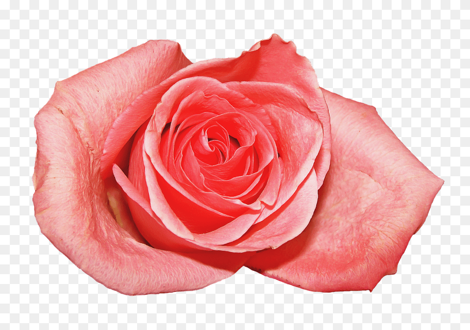 Rosa Flower, Plant, Rose, Petal Free Png Download
