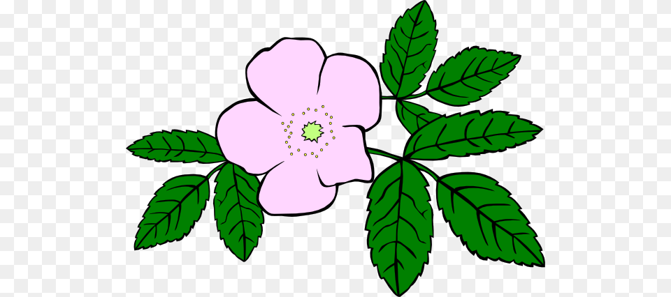 Rosa Acicularis Clip Arts For Web, Anemone, Flower, Herbal, Herbs Free Png