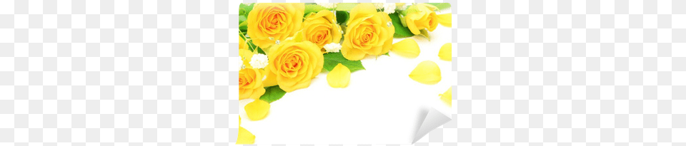 Rosa Amarela, Rose, Plant, Flower, Flower Arrangement Free Png