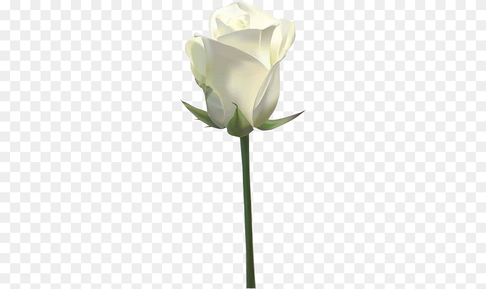Rosa Blanca 2 Pxeles White Rose Images Download, Flower, Plant, Petal Png