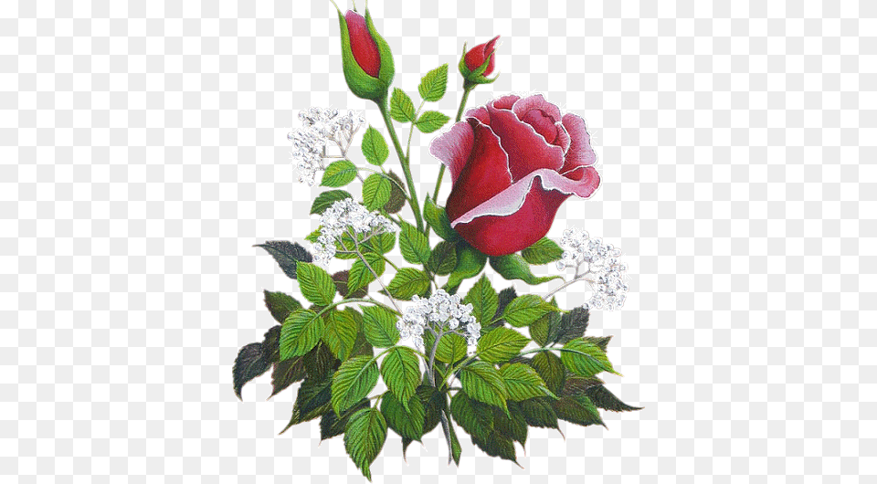 Rosa Blanca De York Fondo De Pantalla Containing A, Flower, Flower Arrangement, Flower Bouquet, Plant Png Image