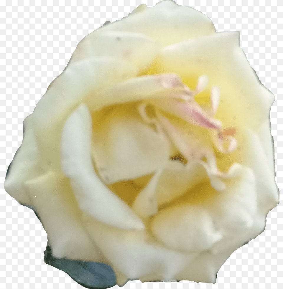 Rosa Blanca Download Floribunda, Flower, Petal, Plant, Rose Free Png