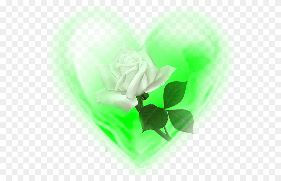 Rosa Blanca Rose Garden Roses, Flower, Plant, Green, Heart Png Image
