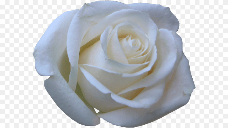 Rosa Blancas En, Flower, Plant, Rose, Petal Free Png Download