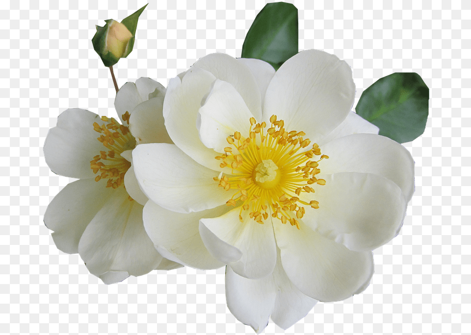 Rosa Blanco De Luto Transparente, Anemone, Flower, Petal, Plant Free Png