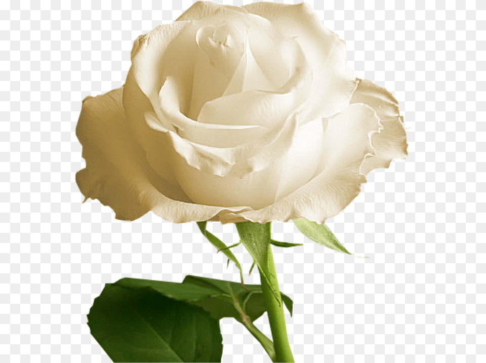 Rosa Branca Unduh Gratis Gambar Bunga Mawar Putih, Flower, Plant, Rose Free Png