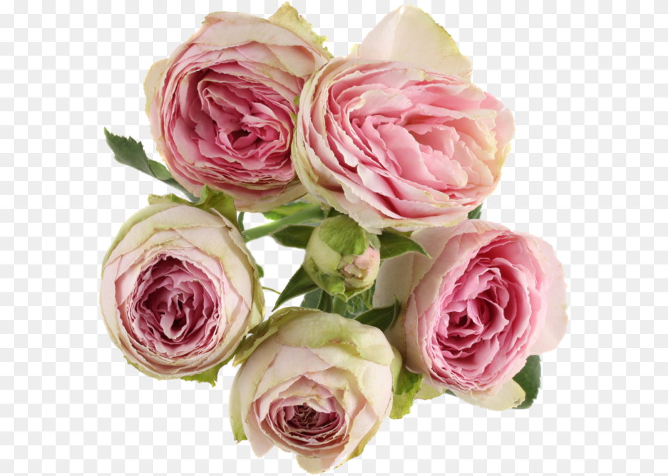 Rosa Centifolia, Flower, Flower Arrangement, Flower Bouquet, Plant Free Transparent Png
