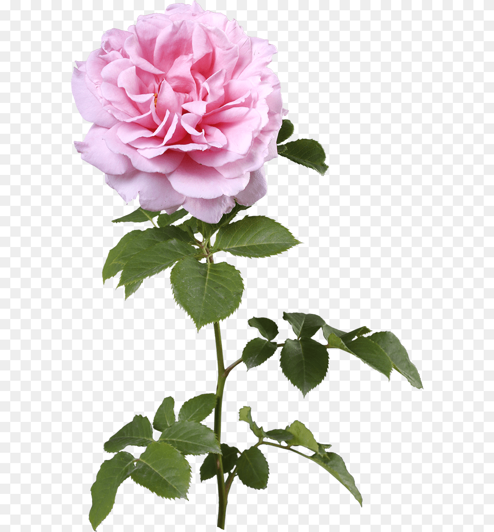 Rosa Centifolia, Flower, Geranium, Plant, Rose Png