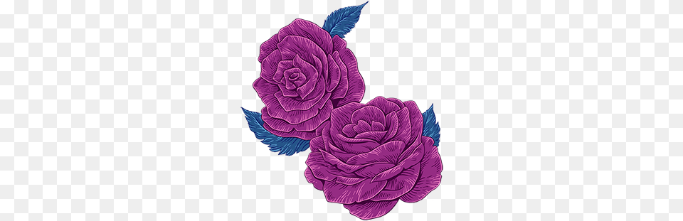 Rosa Centifolia, Purple, Pattern, Art, Plant Free Transparent Png