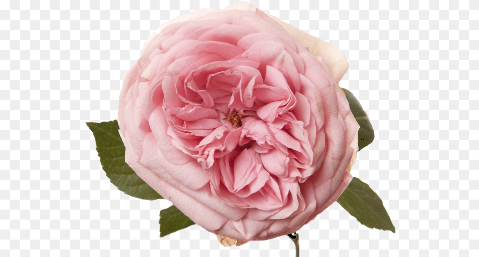 Rosa Centifolia, Flower, Petal, Plant, Rose Png Image