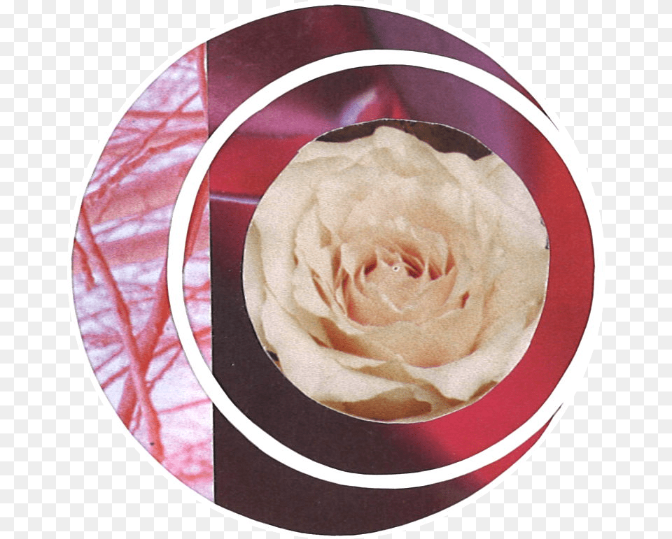 Rosa Centifolia, Petal, Rose, Flower, Plant Free Png