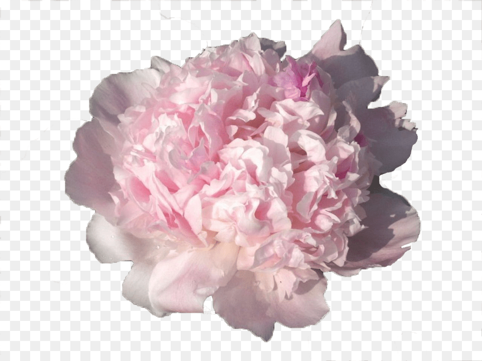 Rosa Centifolia, Carnation, Flower, Plant, Rose Free Png