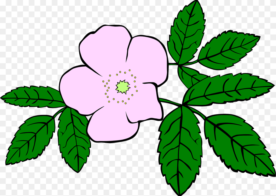 Rosa Clipart, Anemone, Plant, Leaf, Flower Free Transparent Png