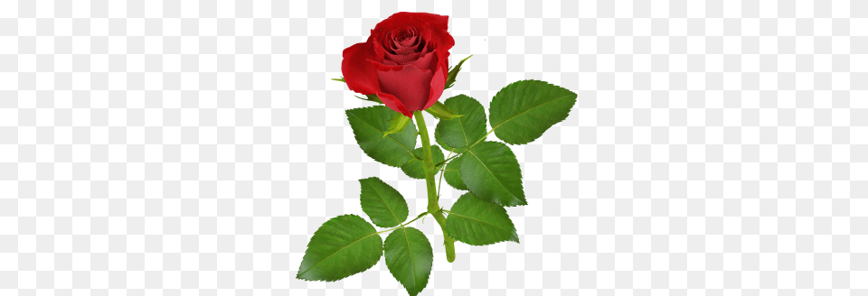 Rosa Com Fundo Transparente, Flower, Plant, Rose, Leaf Free Png Download