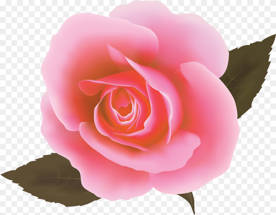 Rosa Cor De Rosa Vetor, Flower, Plant, Rose, Petal Png