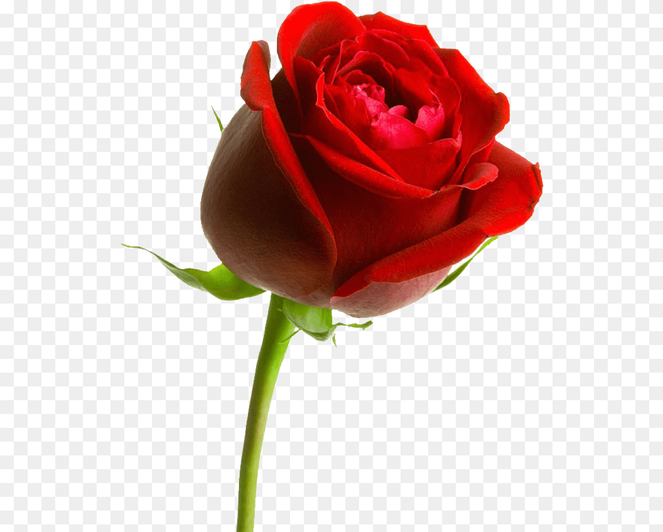 Rosa En Formato Valentines Rose, Flower, Plant Free Transparent Png