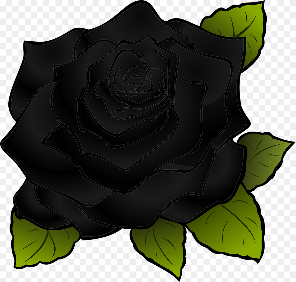 Rosa Flower Black Flower Rose, Plant Png