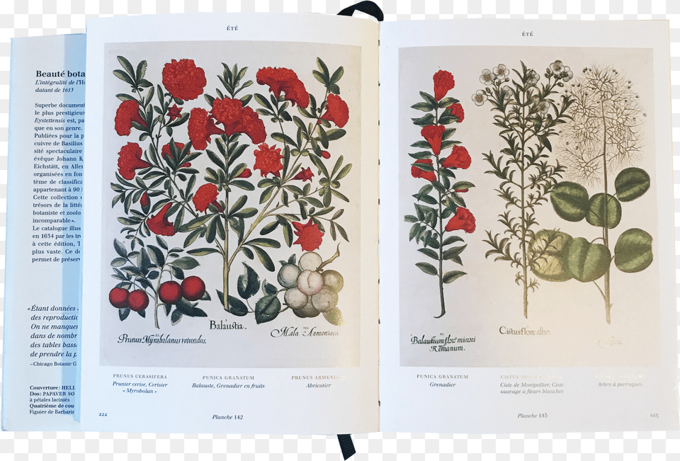 Rosa Glauca, Herbal, Plant, Herbs, Pattern Free Png