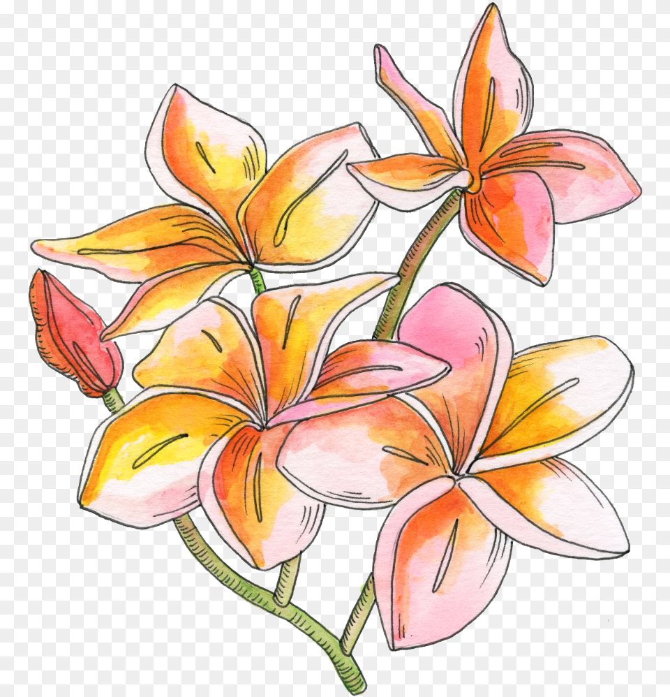 Rosa Glauca, Flower, Plant, Art, Pattern Free Transparent Png