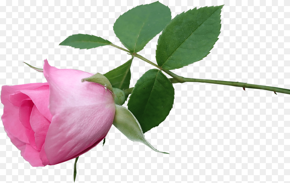Rosa Glauca, Bud, Flower, Leaf, Plant Png Image
