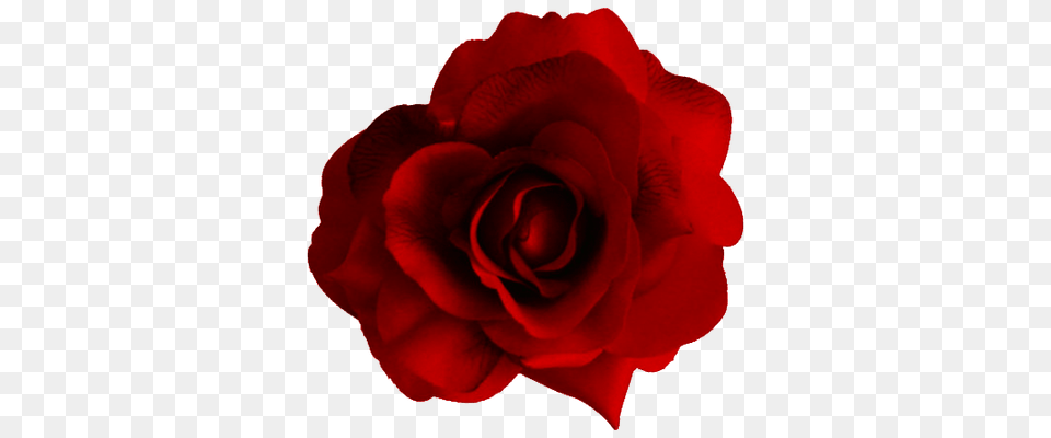 Rosa Imagen Transparente, Flower, Plant, Rose, Petal Png