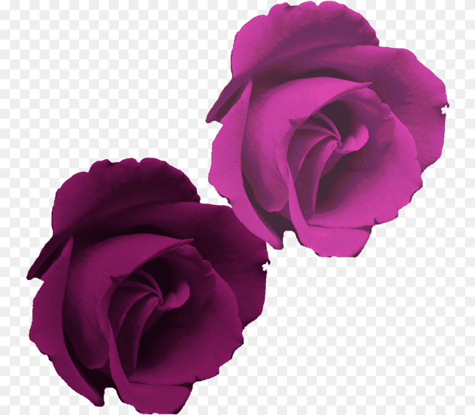 Rosa Morada Flor Rose, Flower, Plant, Petal Png Image