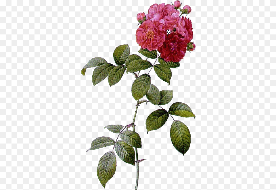 Rosa Multiflora, Dahlia, Flower, Geranium, Plant Free Png Download
