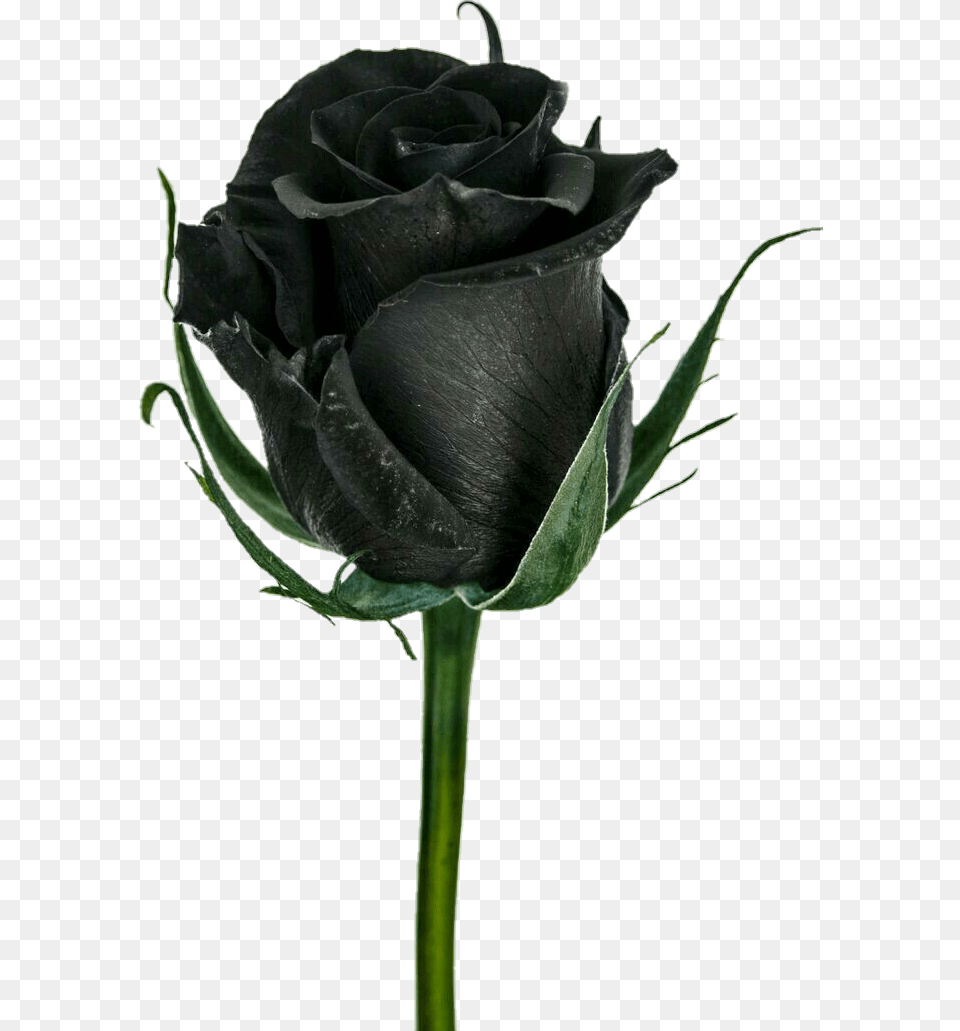 Rosa Negra Flor, Flower, Plant, Rose Free Transparent Png
