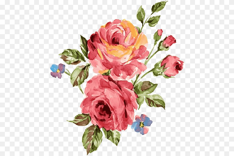 Rosa Oleo Decoupage Pintura Aquarela Imagens Rose Red Watercolors, Flower, Plant, Pattern, Art Png Image