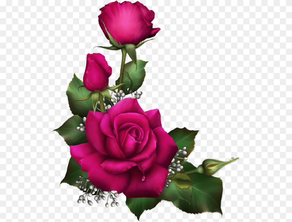 Rosa Para Sublimar, Flower, Flower Arrangement, Flower Bouquet, Plant Png Image