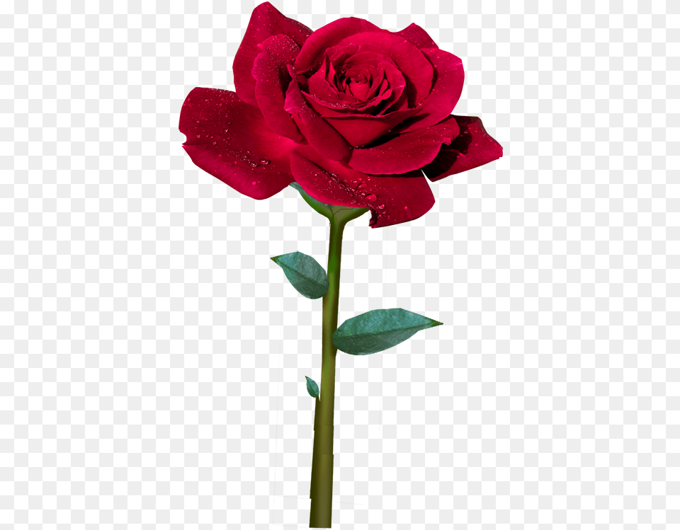 Rosa Roja Animada, Flower, Plant, Rose Free Png
