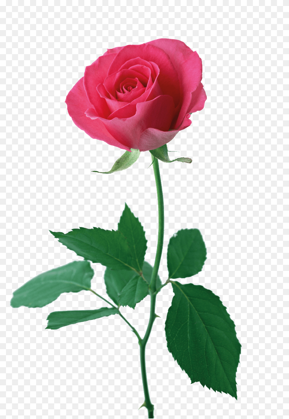 Rosa Roja Cartoon Transparente Rose Good Morning Download, Flower, Plant Png Image